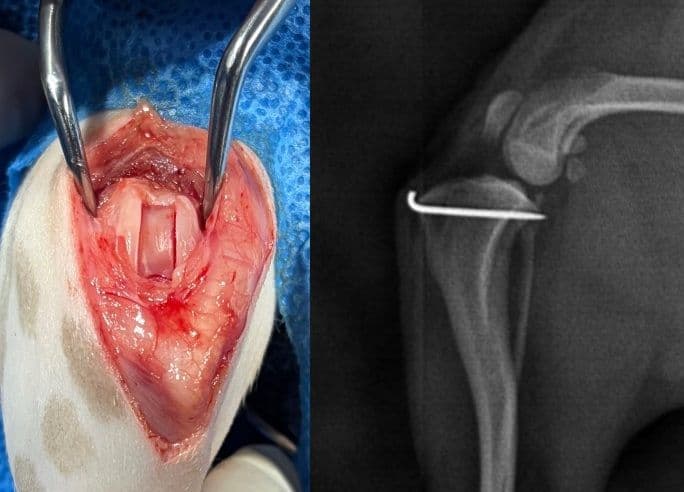 슬개골 탈구 교정술