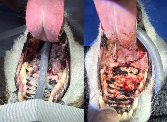 구강 종양 (Oral Tumor)